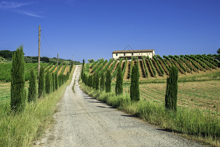 意大利托斯卡纳的农场道路和葡萄园图片