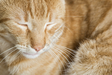 熟睡橙色猫图片