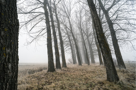 雾中大树森林和雾中大树图片