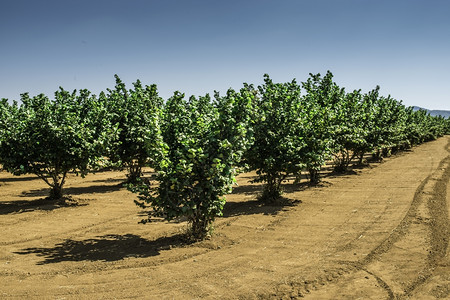 哈泽树种植夏季时间图片