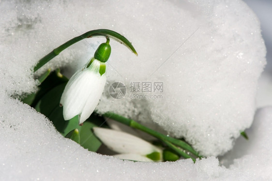 雪中的花关闭宏拍摄图片