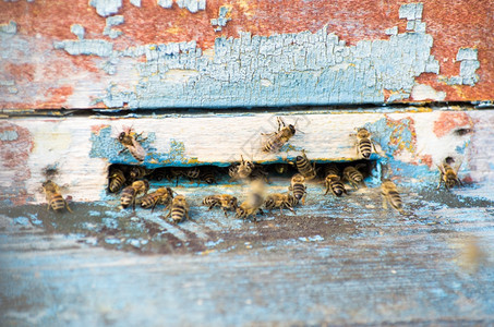 蜜蜂和后在梳子上的蜜蜂图片