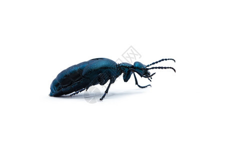 白色背景的甲虫紫黑图片