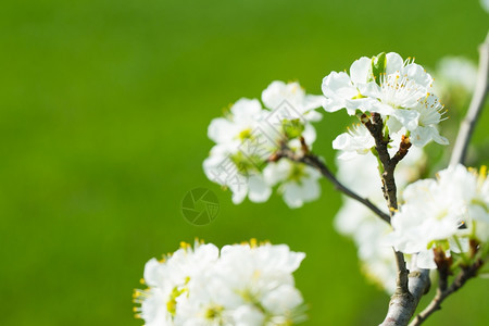 春xa的白树花图片