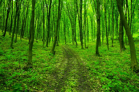 树林河流绿森林背景背景
