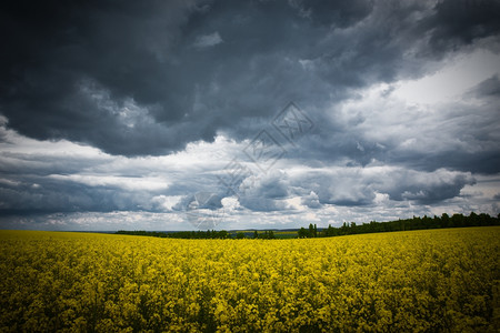夏季风景小麦田和云图片