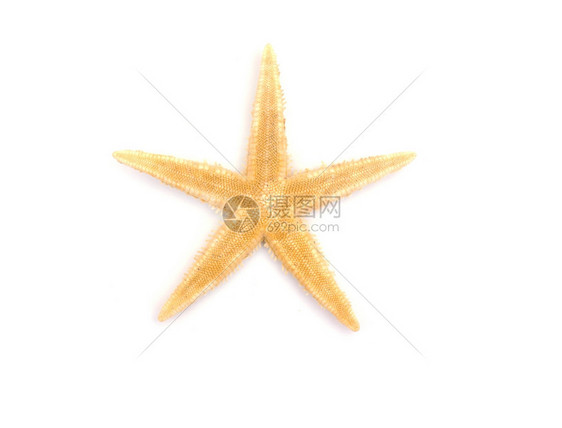 白底海星的卡利比图片