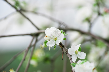 春天的花朵图片