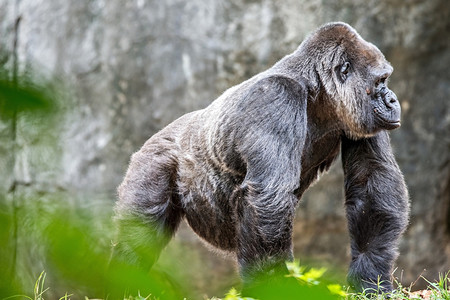 银色大猩背面寻找警报和在自然背景下进行威胁图片