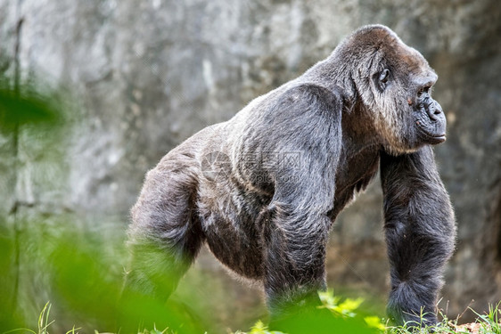银色大猩背面寻找警报和在自然背景下进行威胁图片