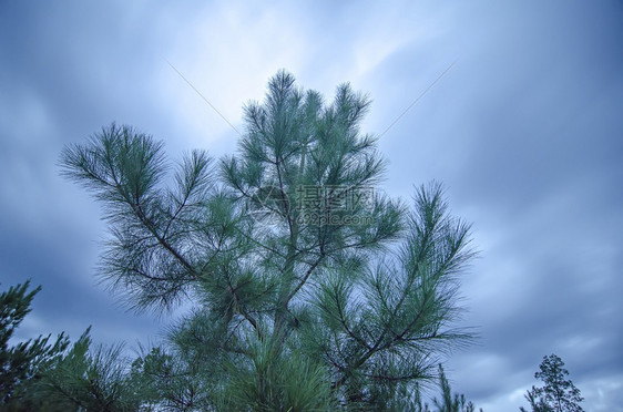 黄昏的夜空云再次将松树卷起图片