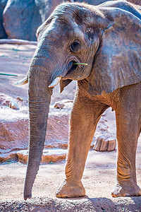 非洲大象动物园的喂养时间图片