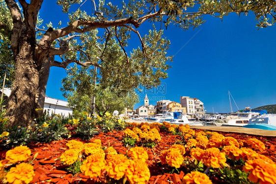 花和橄榄树风景河边海岸croati图片