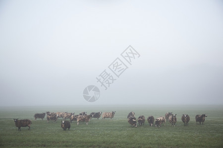 在清晨的草地里在寒凉的光辉中在大棚里站起来吃羊和草图片