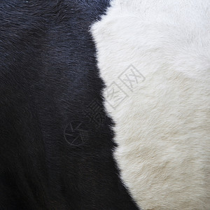黑色和白的部分隐藏在湖绒牛的侧面图片