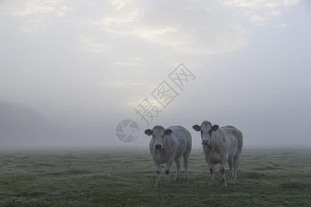 两头白肉牛早在内地的草上图片