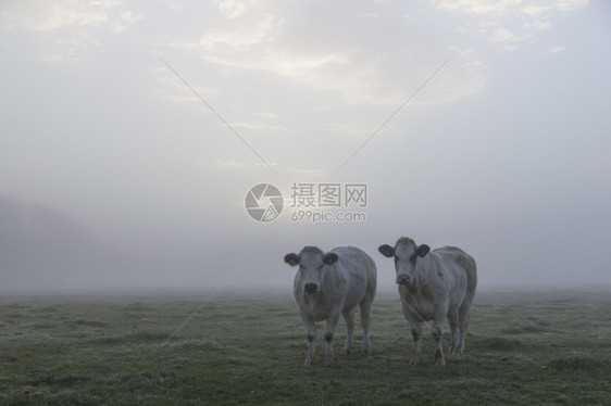 两头白肉牛早在内地的草上图片