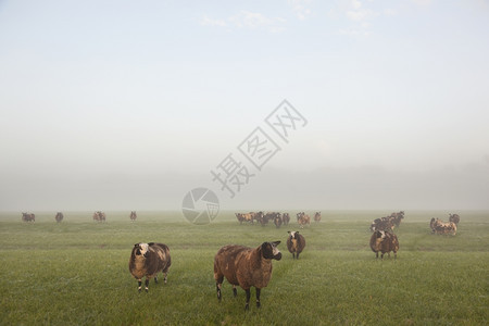 在清晨的草地里在温暖的阳光下在大棚里站起来吃羊和草图片