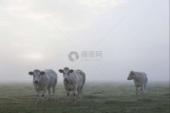 三头白肉牛早在内地的草上图片
