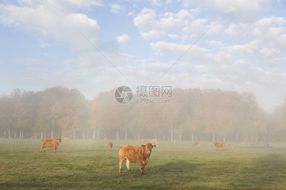 荷兰清晨雾中在草地上的豪华轿车在牛群中图片