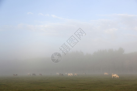清晨的奶牛草地上原有树底图片