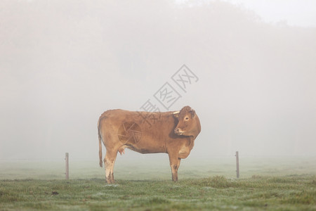 在草地的豪华轿车牛回头看图片素材