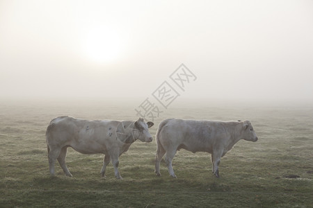 两头白肉牛早在内地的草上图片