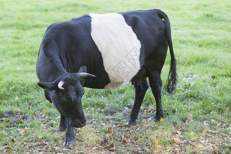 黑湖螺旋奶牛在阿姆斯福特附近的dutch草地上站立图片