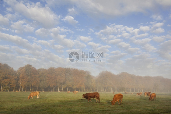 秋天林前在杜特奇草地的牛和公豪华轿车图片