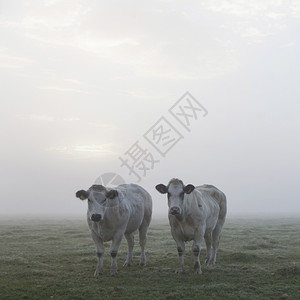 三头白肉牛早在内地的草上图片
