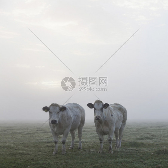 三头白肉牛早在内地的草上图片