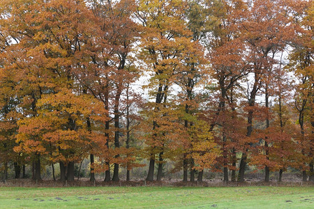 内地橡树上的褐色叶子和橙图片
