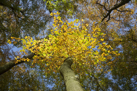 秋天黄色的山毛榉叶子和森林里明亮的蓝天图片