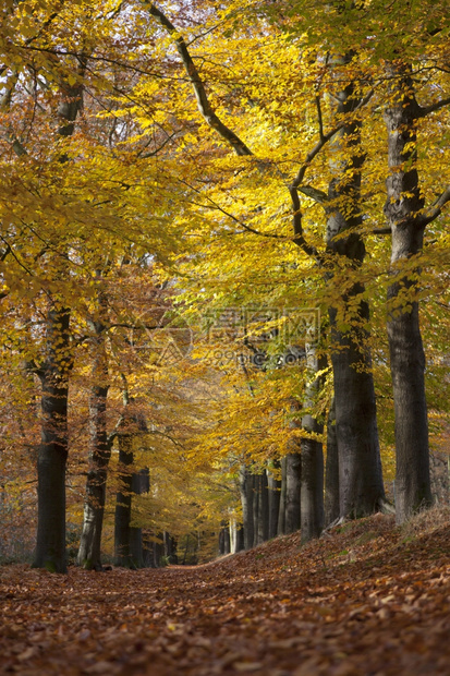 秋天黄蜂树叶之间的林道图片