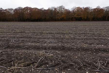 秋天在靠近Arnhem的树林旁边无地收获后空的字段图片