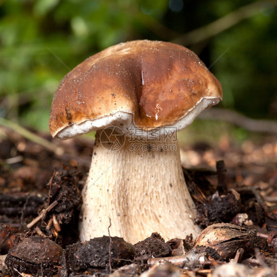 在森林地板上的菌菇图片