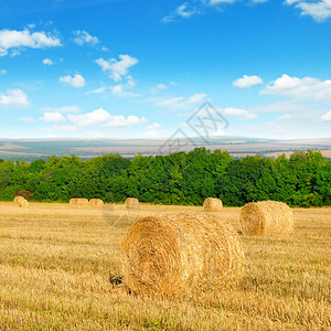 小麦田和蓝天上的小麦田和蓝天上图片