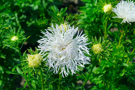 夏天的花棚朵以白为焦点图片