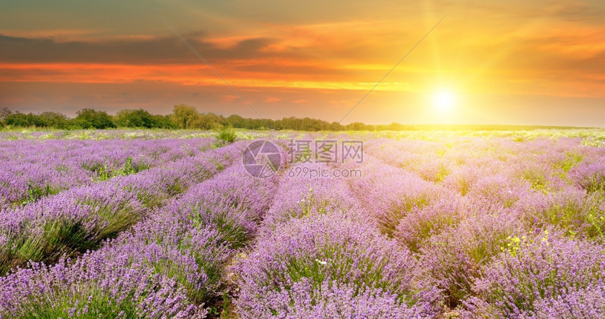 田里有开花的熏衣草和日出图片