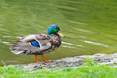 池塘背景的青鸭图片