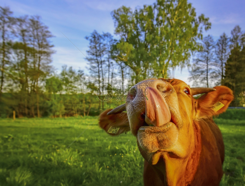 与一只年轻的公牛笑容伸出大舌头