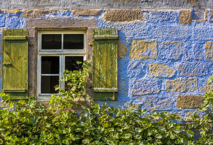 建筑背景中世纪德国人的房子蓝色墙壁木窗和葡萄树图片
