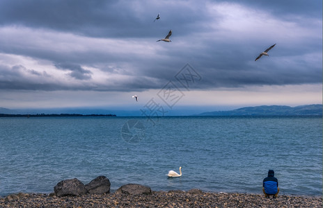概念形象与一个人坐在福德西湖岸思考环绕着天鹅和海鸥在德国的油炸沙方镇图片