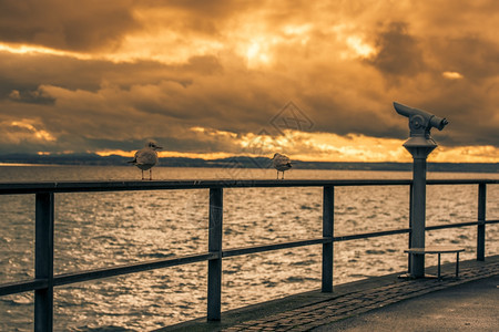 在弗里希沙芬市德国的一条金属铁栏杆和从湖中走的博板路旁观光客双目望远镜上有两只海鸥在金属栏杆上有两只海鸥在看望着两只海鸥图片