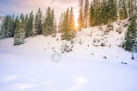 冬天的阳光在森林中照亮冬天的风景与绿森林一样雪覆盖着绿森林背景图片