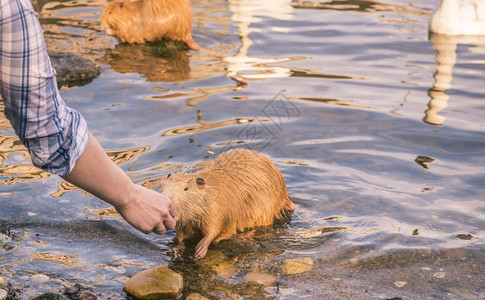 在普莱格采切拍摄的动物影与非常友好的coypu一只老鼠河从女人手中取食物图片