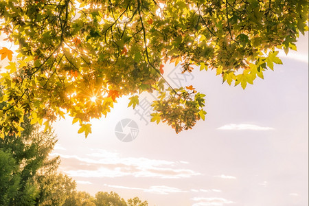 秋天的太阳和树木图片