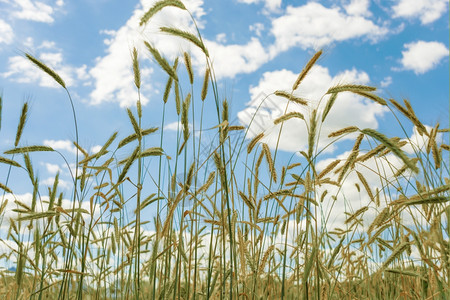 在蓝天和云彩的背面上田里有成熟的黑麦耳朵图片