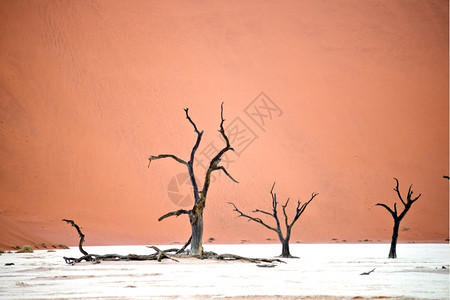 在非洲纳米比亚Namibnuklft公园内图片
