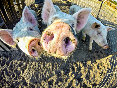 农场的三只小猪图片